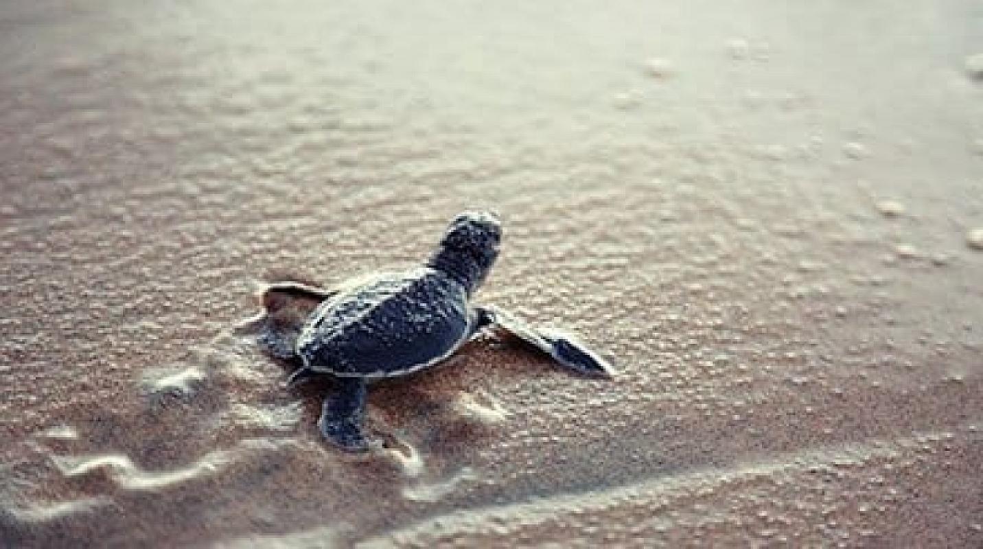  - MSC World America Caraibi e Antille 6 Dicembre