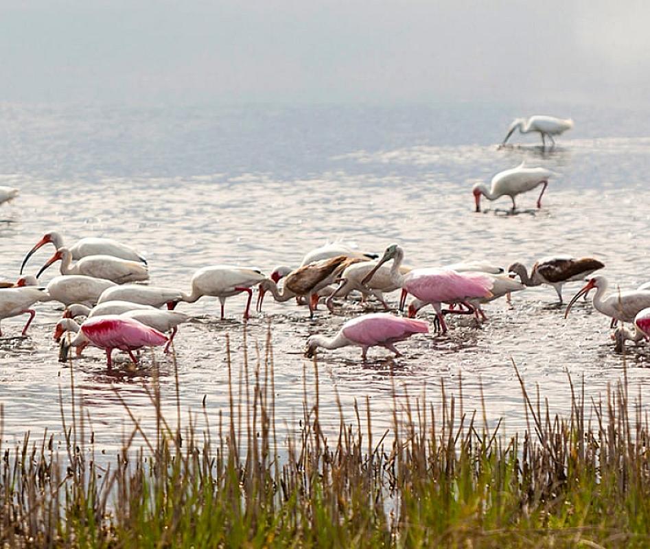  - MSC Meraviglia Caraibi e Antinelle 8 Febbraio