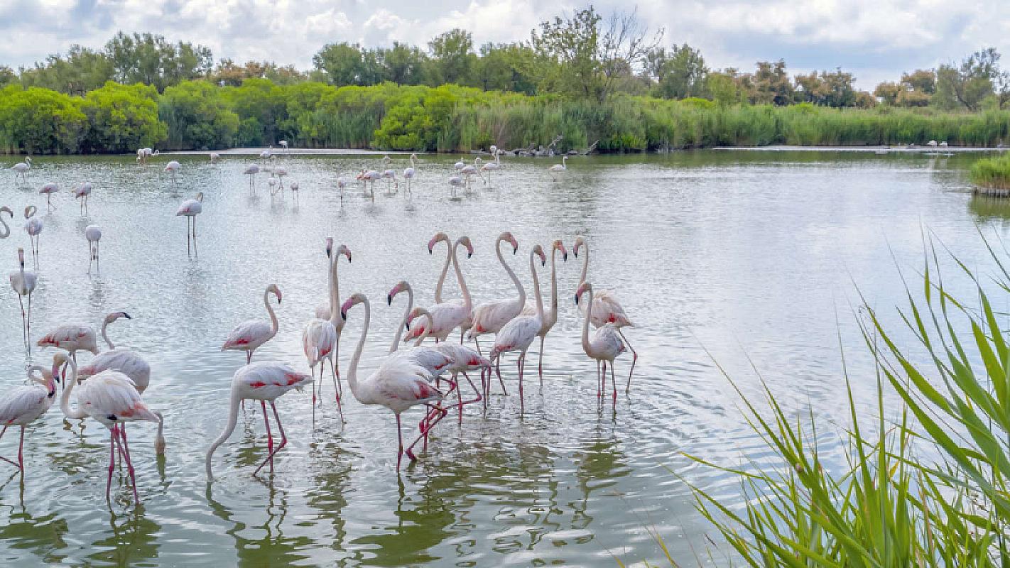  - Costa Smeralda Mediterraneo 14 Agosto