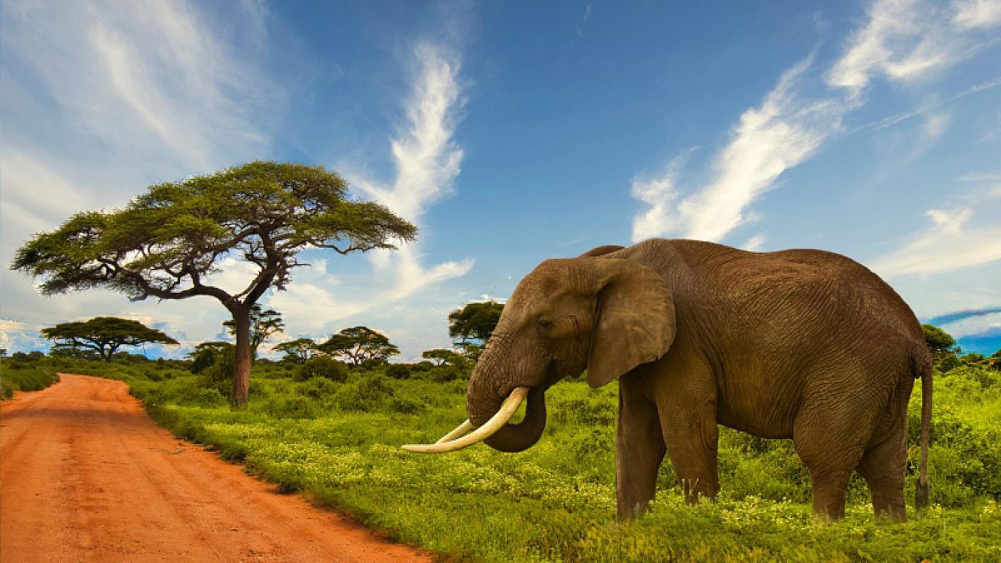  - Kenya Futura Club Twiga + Safari Tsavo