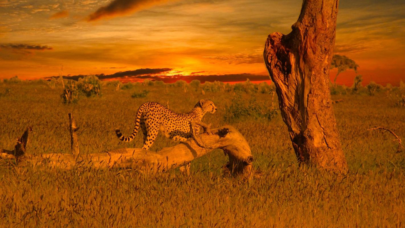  - Kenya Futura Club Twiga + Safari Tsavo