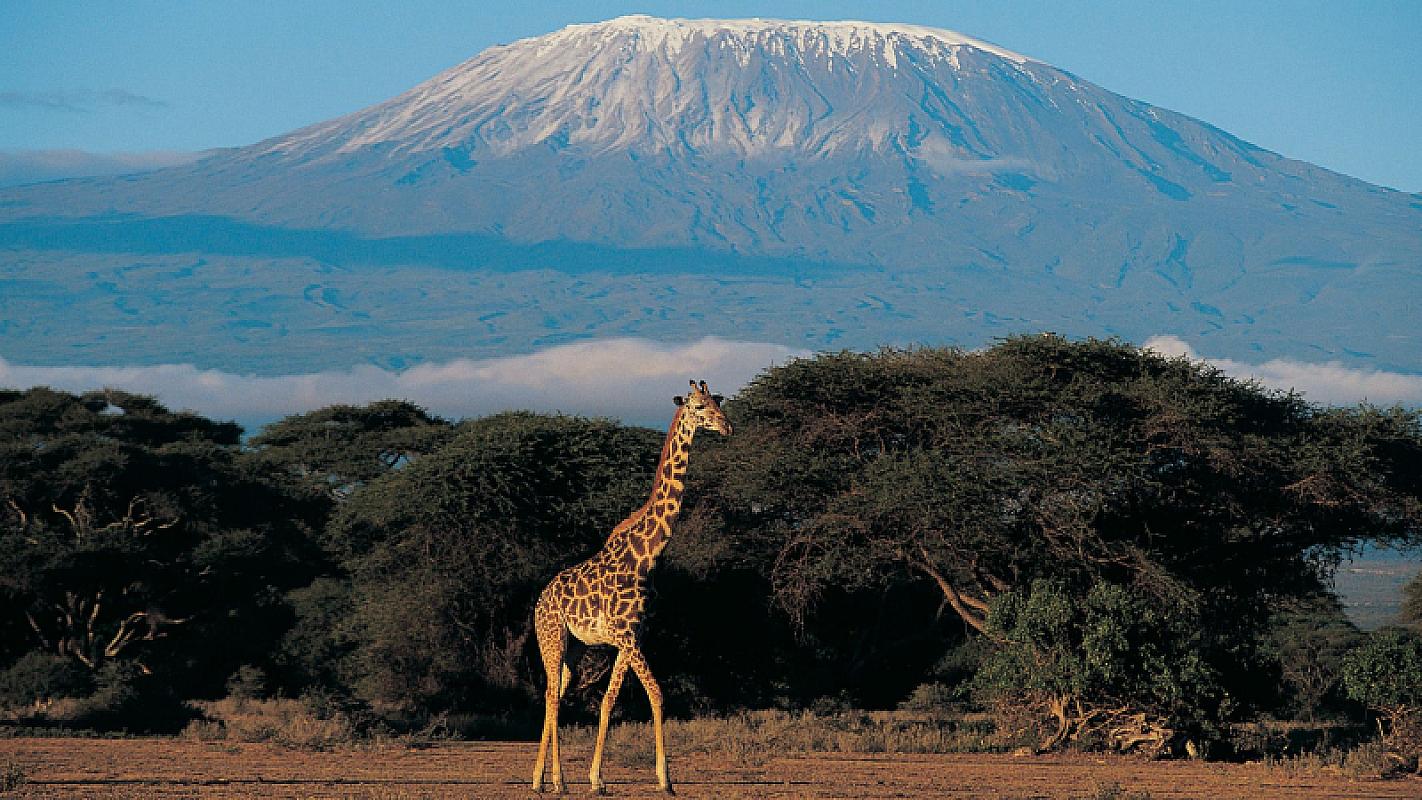  - Kenya Futura Club Twiga + Safari Kilimanjaro